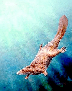 恐龙称霸的中生代,还有"上天入地"的哺乳动物?_爬行动物_化石_兽类