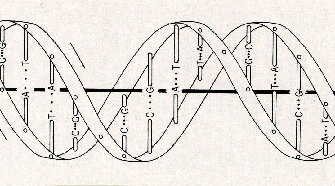 dna单链的结构示意图图片