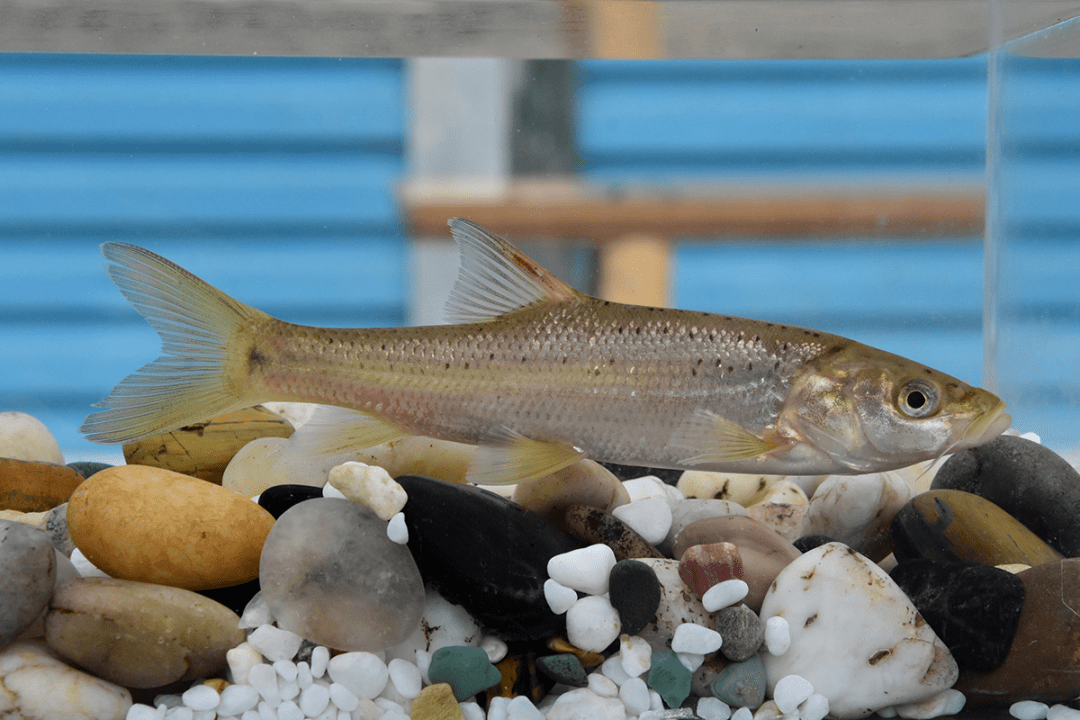 percocypris pingi金沙鲈鲤珍稀物种——鱼类篇你知道贵阳的珍稀鱼类