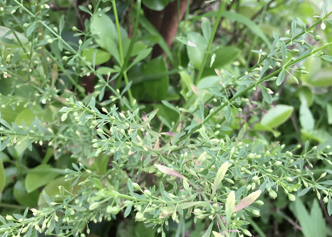 說到野甘草,早在《廣東中藥》裡面就有說這種植物叫