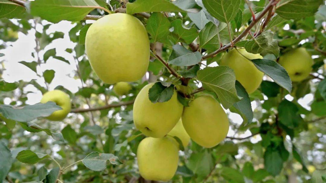 产地食材 ▎产自黄土高原的瑞雪苹果,脆,甜,香气浓郁,一口下去像在喝