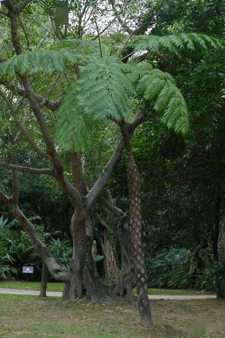 【你好!大自然】第248期:笔筒树