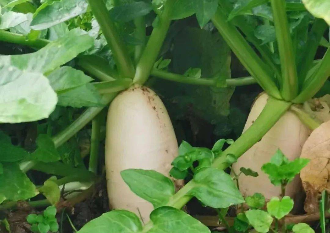 【团结一致抓发展】红山镇:青迳白玉萝卜带动增收致富 小产业助力乡村