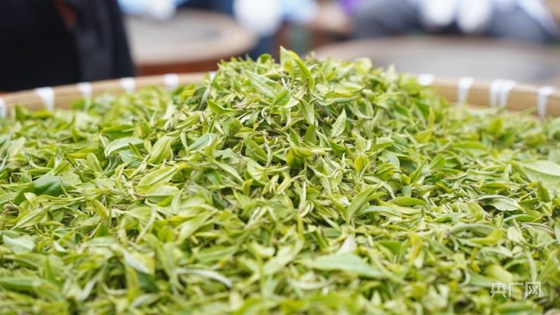 2023年"贵州绿茶"第一采活动在普安县举行_茶园_开采_春茶