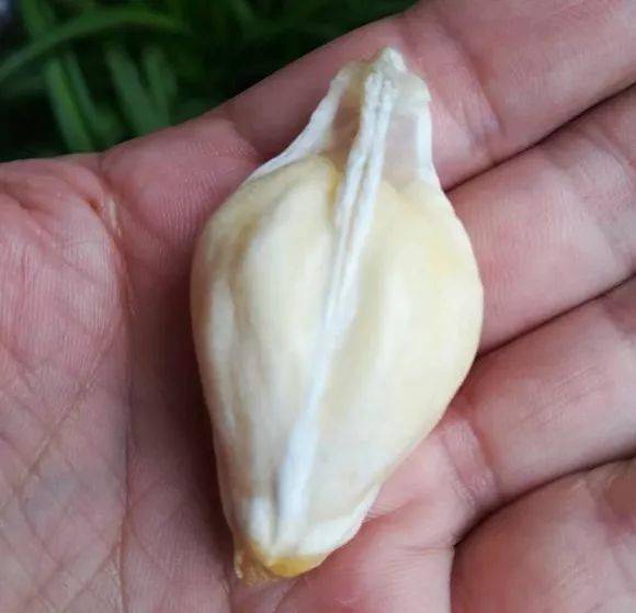 鱼骨_方法_白蜜