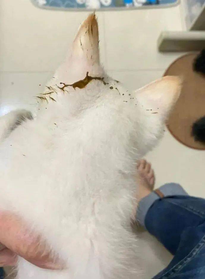 猫围观猫上厕所窜稀,结果被喷一头屎哈哈哈_猫咪_来源_喵喵