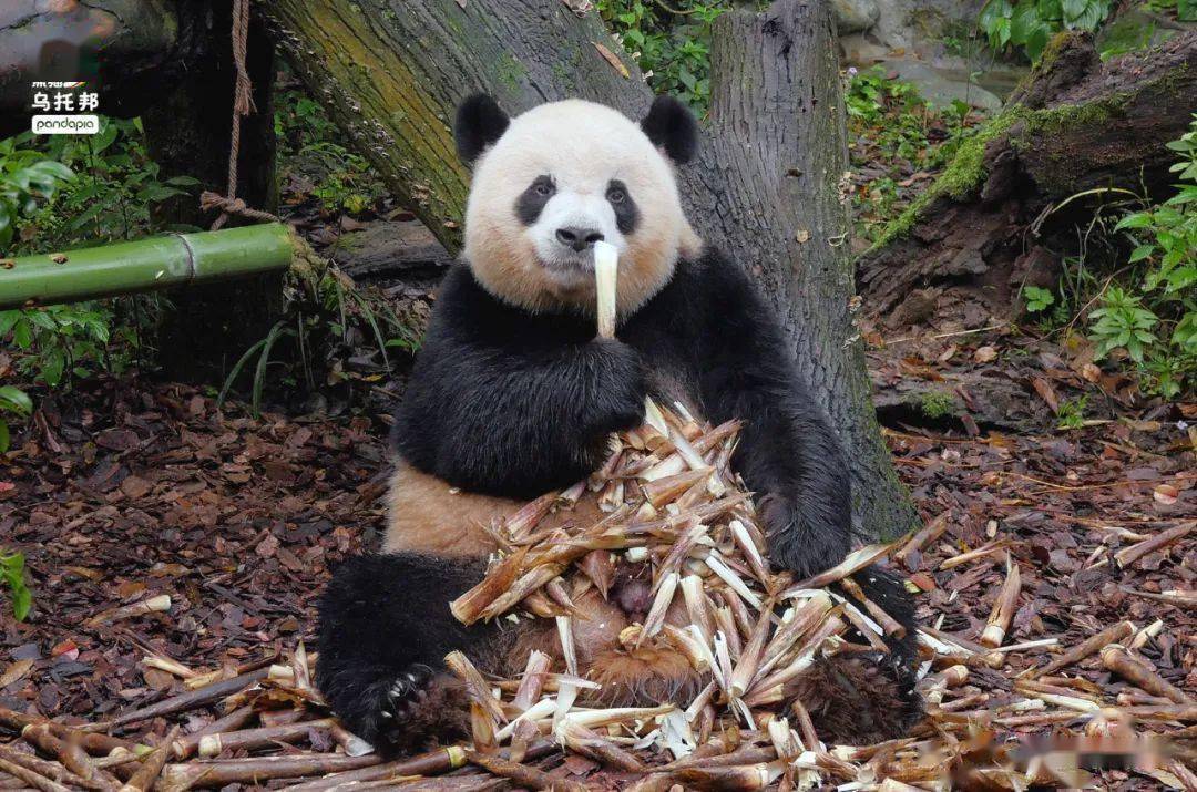 奥莉奥工喜15年前至今,熊猫个体的故事已成为新一轮的文化热潮,深入