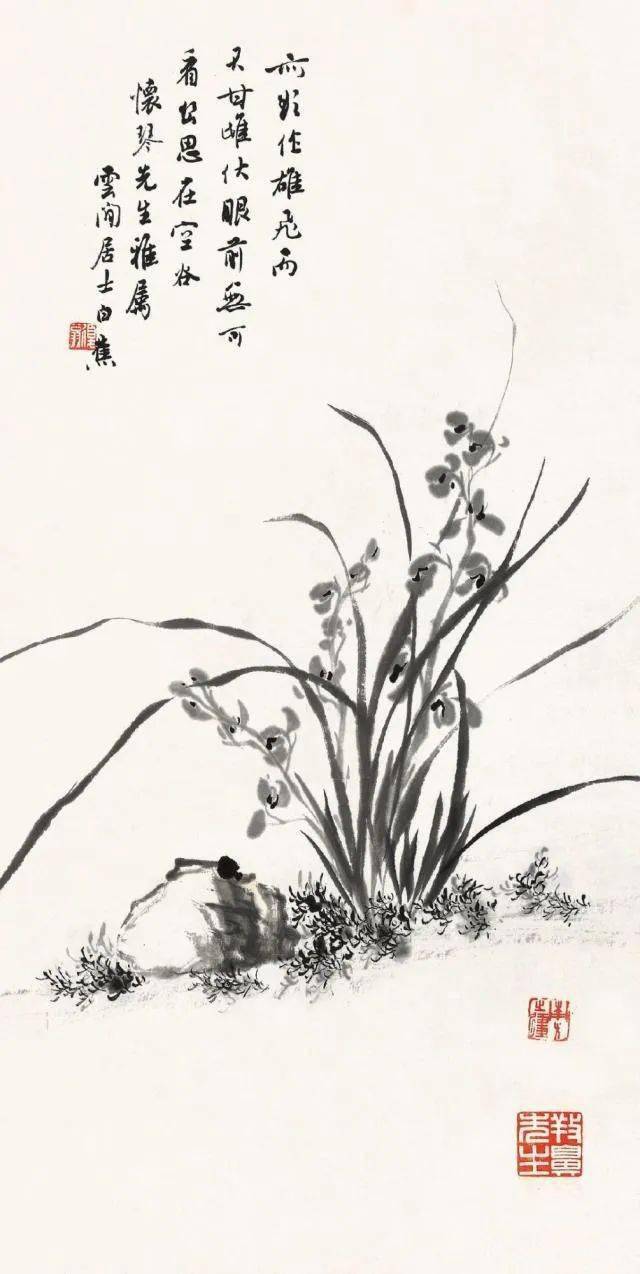 白蕉兰花作品欣赏图片