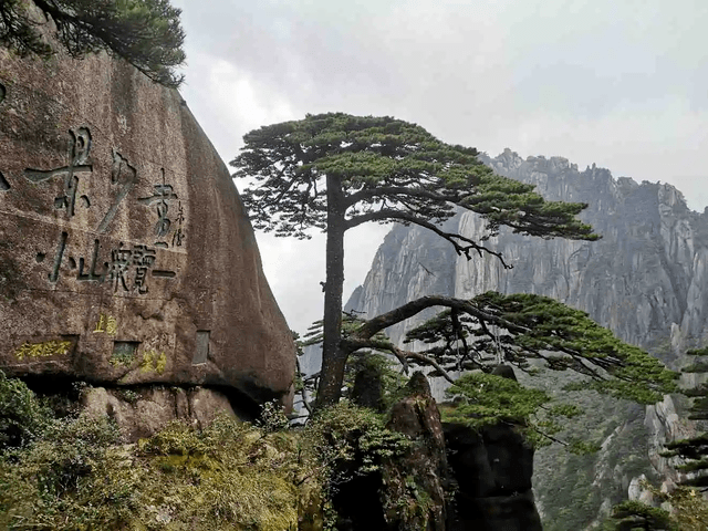 【看天下】我国最特殊的三棵树_迎客松_黄山_中国