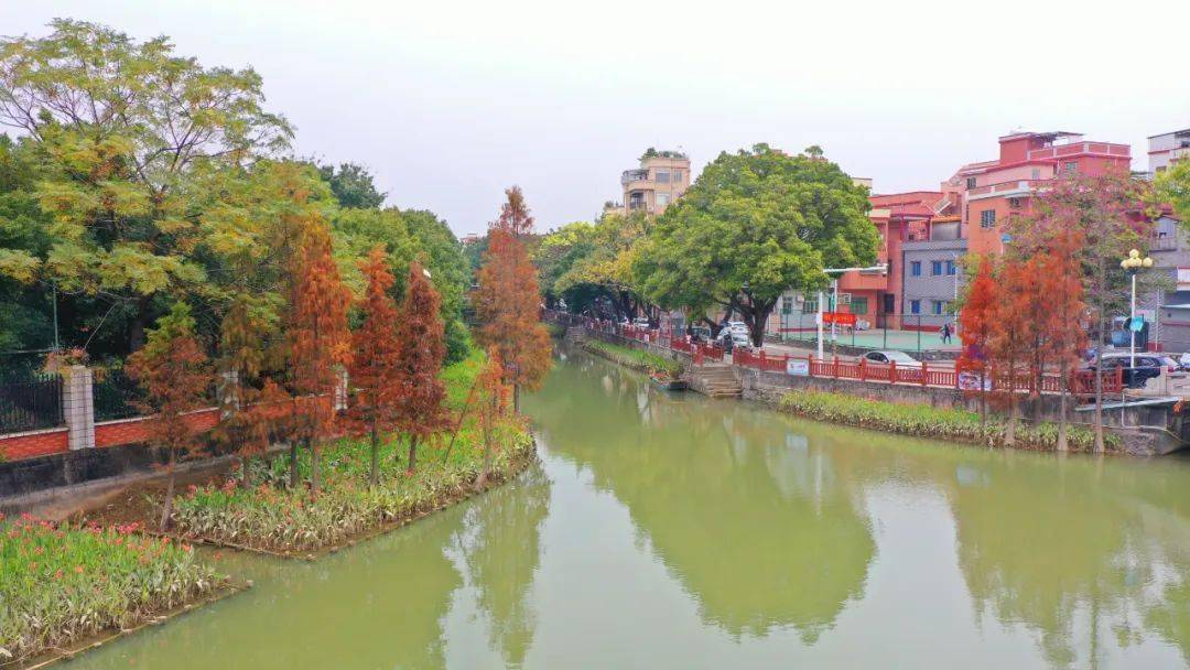 冬日的麻涌古梅乡韵风光无限_特色_生态_小景