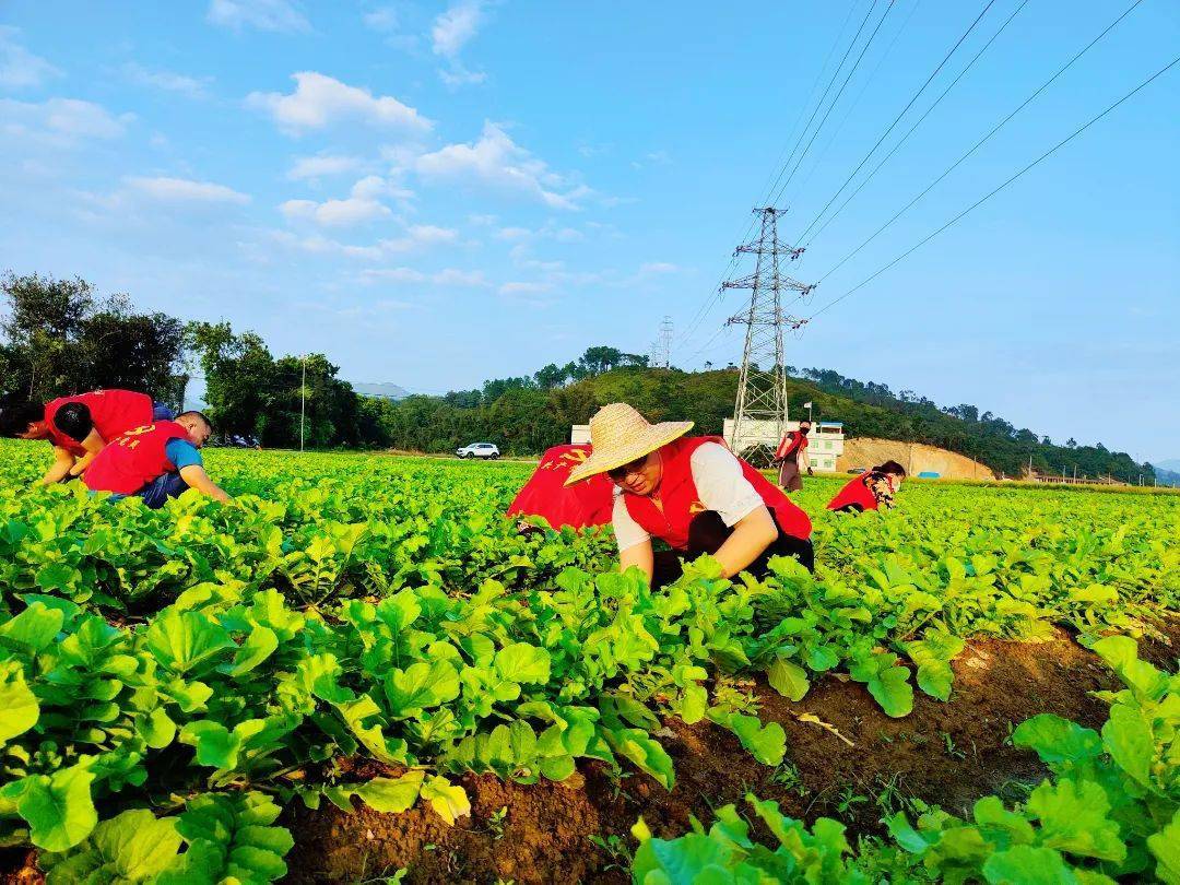 【乡村振兴】惠东铁涌:小屯菜脯打响品牌 成春节赠亲