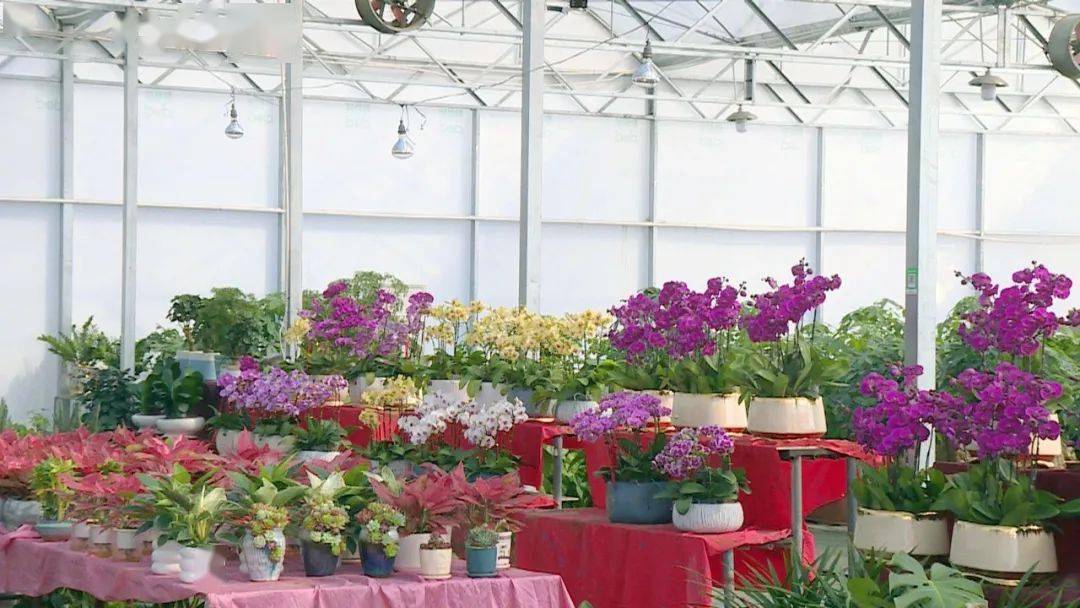 年味渐浓,百花争艳!金石迎春花市开市迎客_产业化_花卉_发展