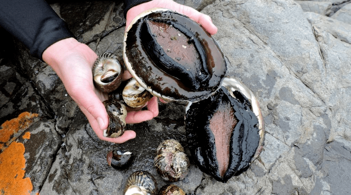 因违法捕捞116只鲍鱼被罚.