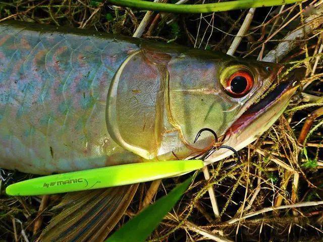 亚马逊河狂钓纯野生巨型龙鱼,钓友直呼这不是钓鱼而是钓钱啊_钓鱼人