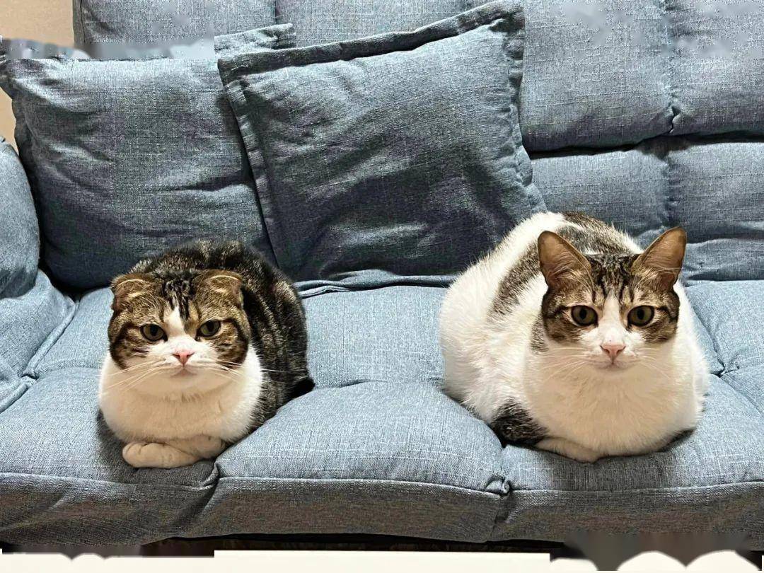 铲屎官下班回家晚了,两只猫竟整齐划一揣手怒瞪,表情笑喷!