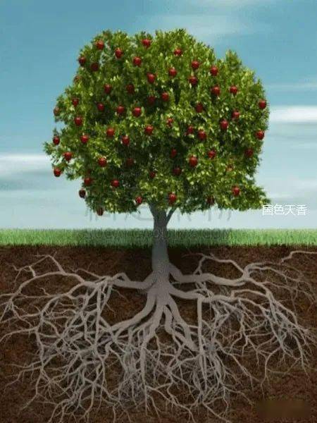 人生如树:向上生长,向下扎根_母亲_大地_童建国