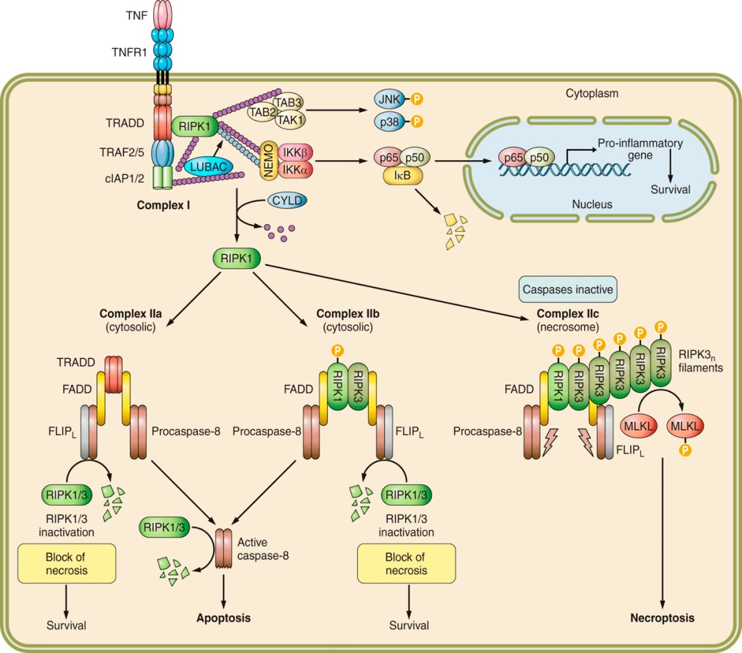 肿瘤坏死因子( tumor necrosis factor )
