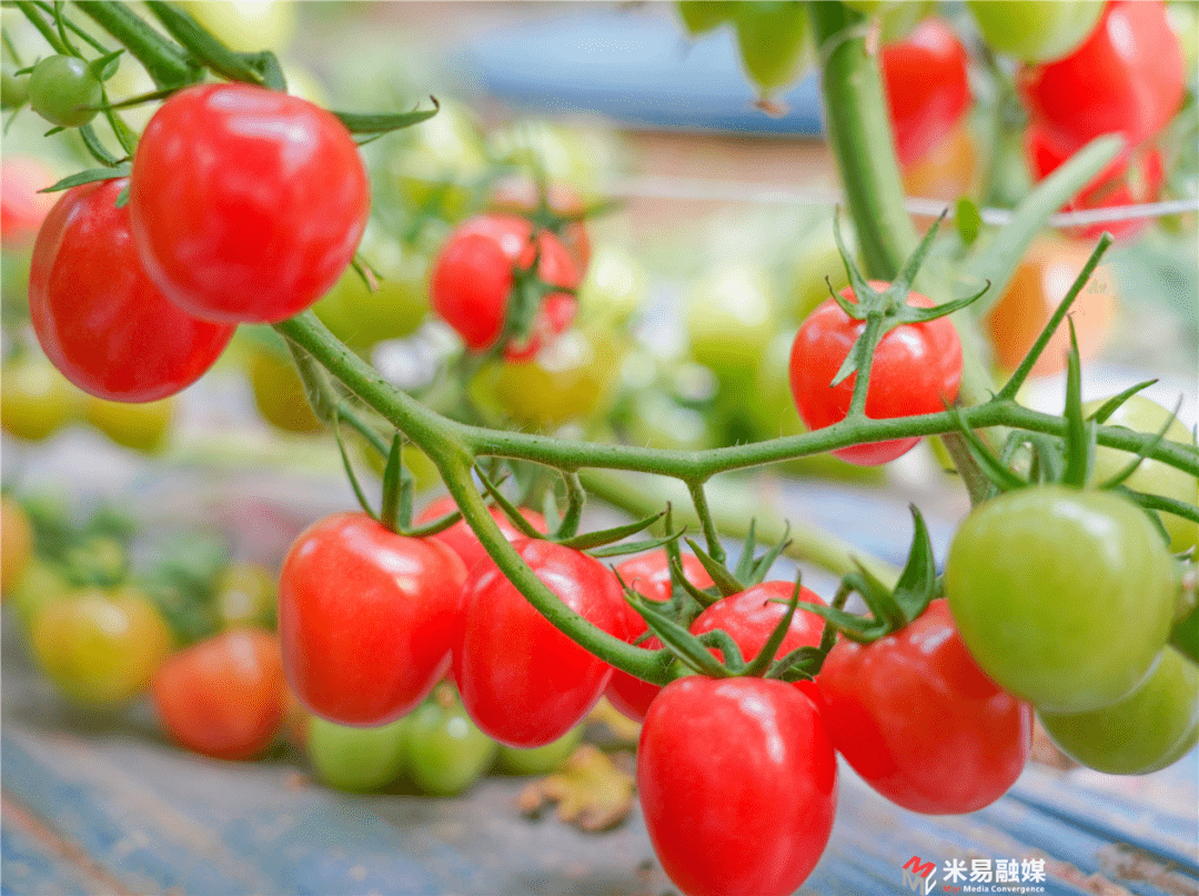 米易七彩小番茄甜蜜上市啦