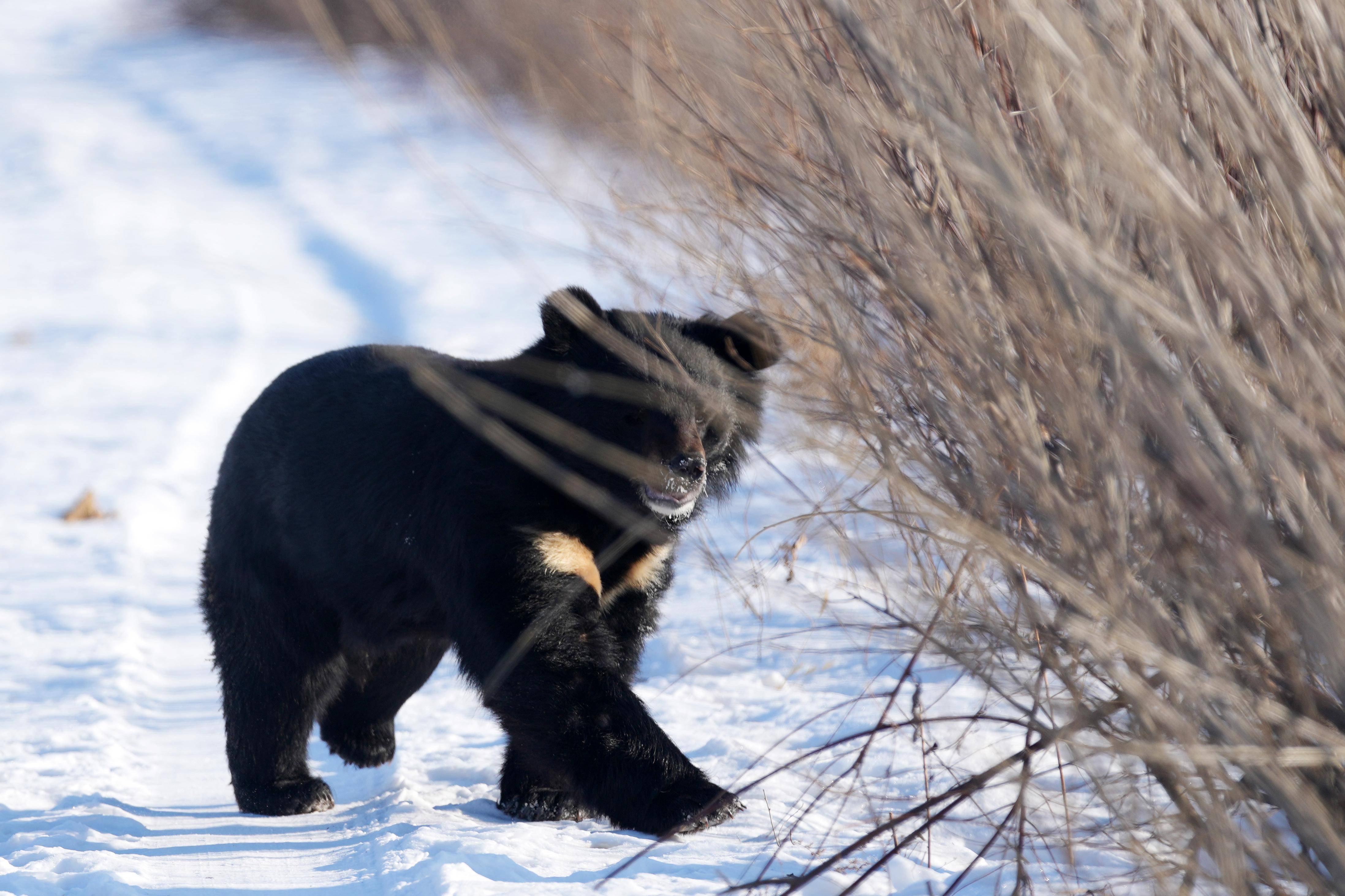 摄探秘野熊园位于华夏东极黑龙江省抚远市,该野熊园以保护黑熊