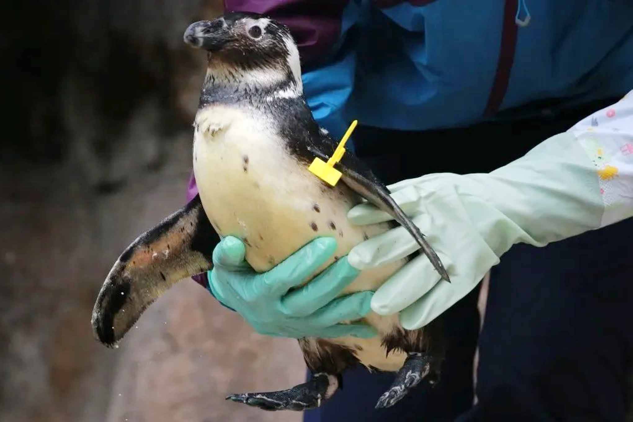 【BBC】萌翻了，一只不想上幼儿园的企鹅宝宝_哔哩哔哩_bilibili