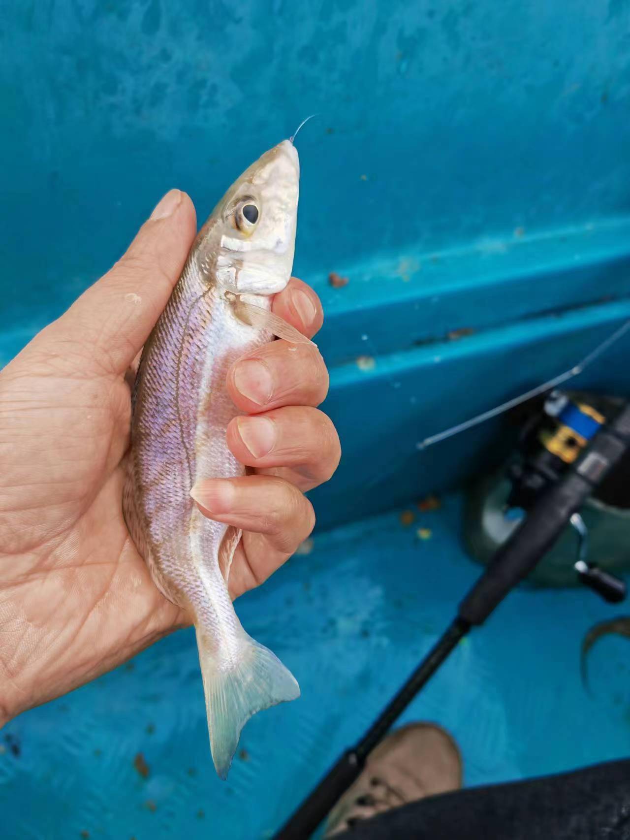 2023首钓,大亚湾难觅花滑_船家_目标_杨梅坑