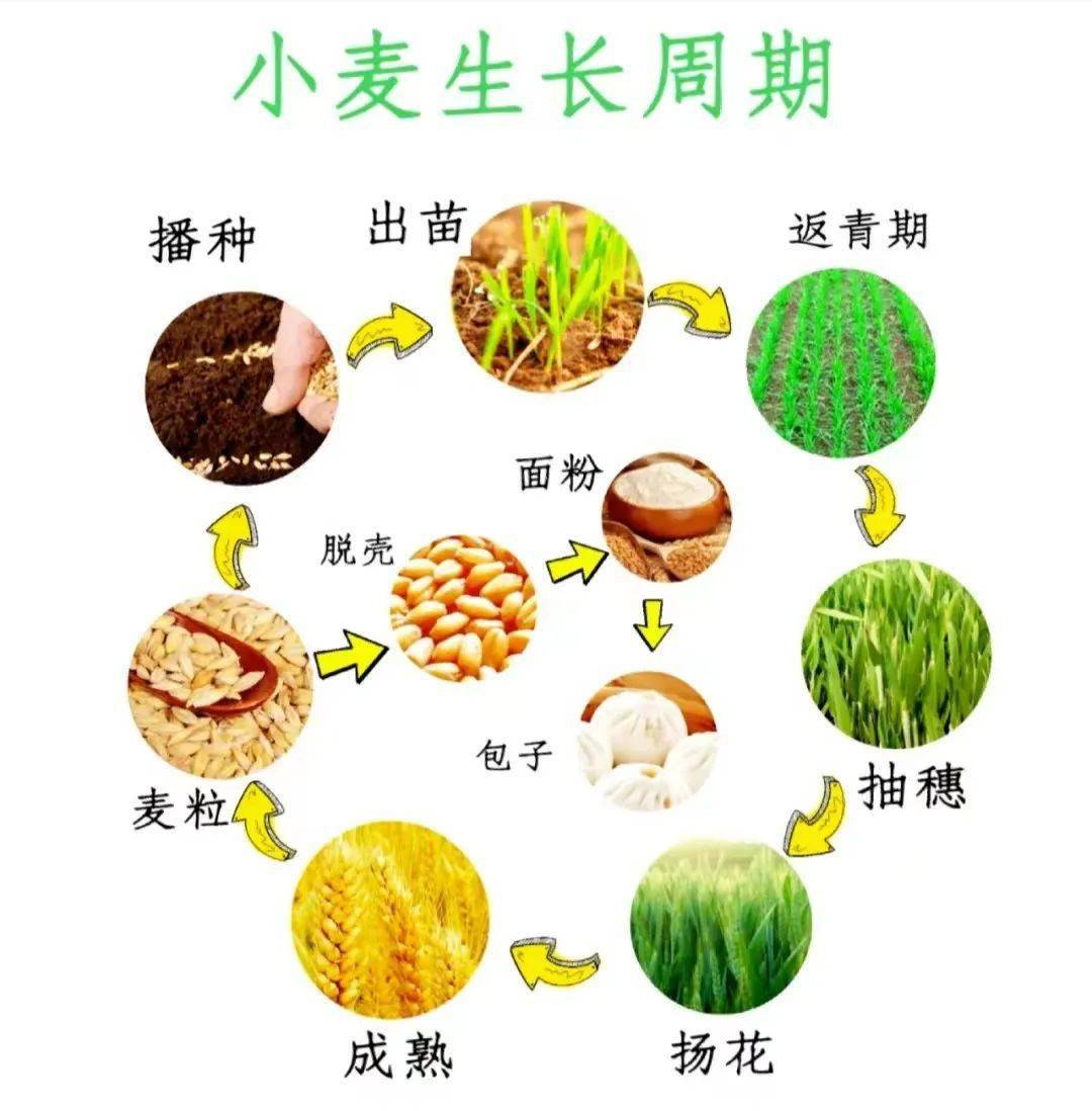 麦苗的生长过程简笔画图片