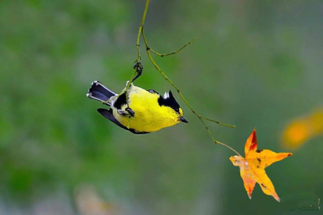 沧海一粟彭琳等15人:百鸟争鸣·同题微诗《黄山雀》心香文艺_创作