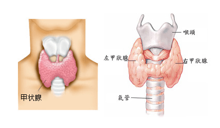 甲状腺借外层被膜固定于气管和环状软骨上;又借左,右两叶上极内侧的悬