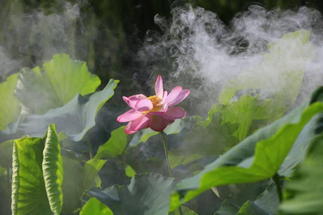 2022第二届为"荷"而来影赛网络投票热启 请为"大暑组"投票_摄影_荷塘