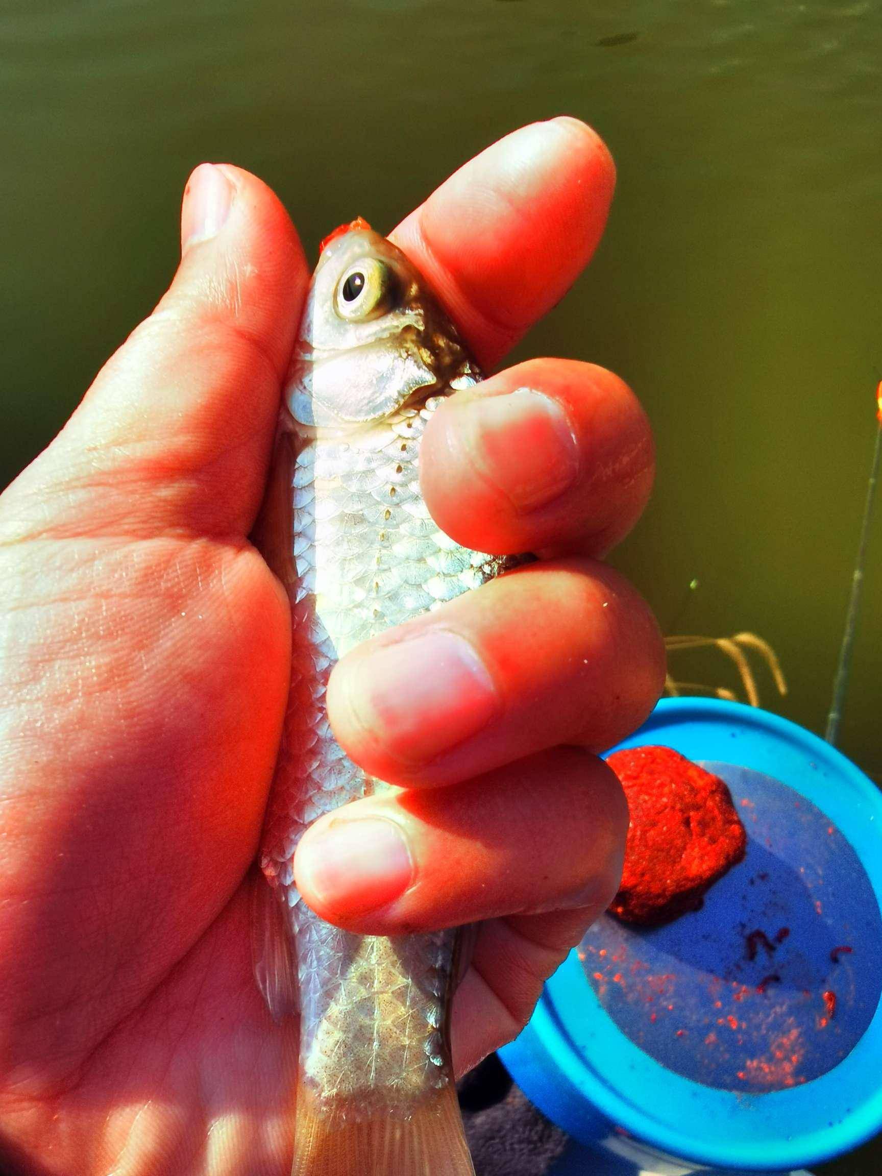 饵料和红虫打配合,鲫鱼连竿停不下来_大叔_麻鱼_钓友