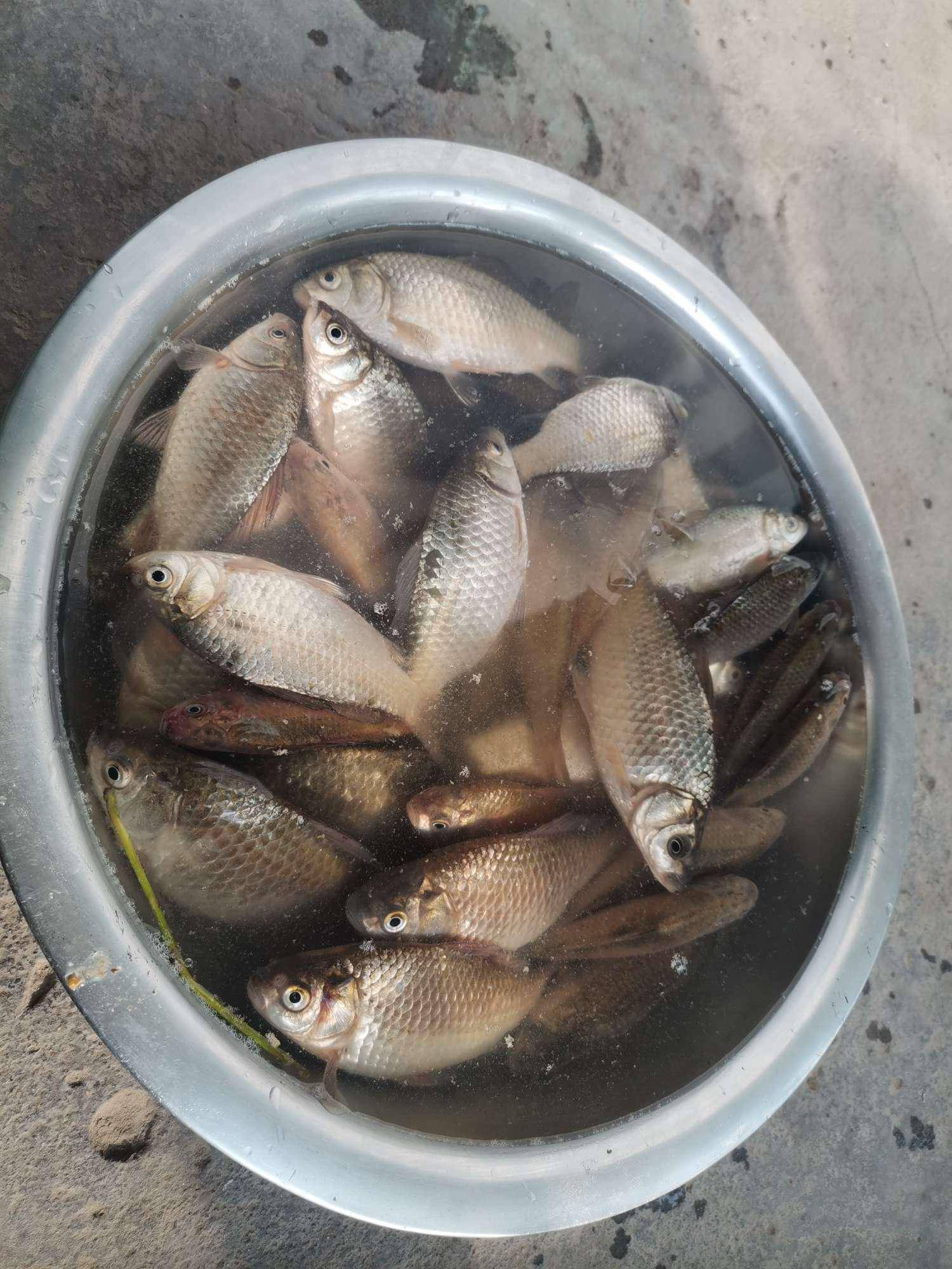 野鲫鱼爆盆!_朱官村_连杆_蒲草