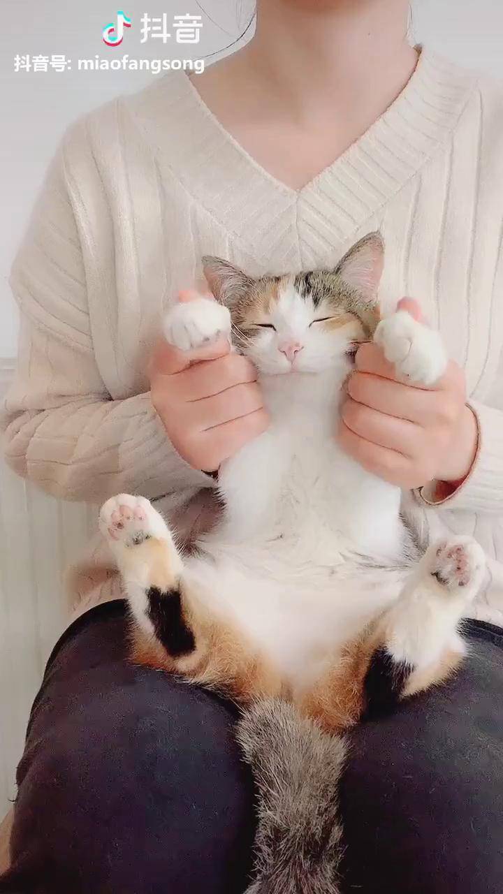 抖音核桃猫咪=网红猫核桃是什么品种