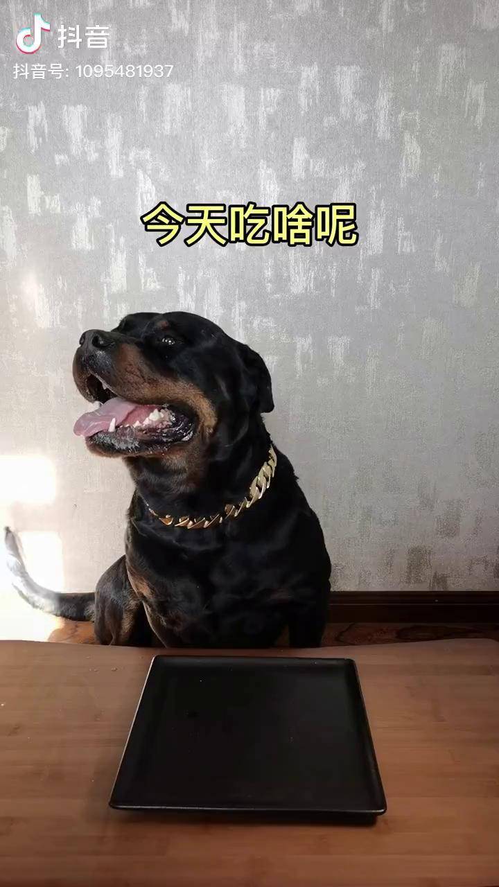 罗威纳 战斧牛排家有萌宠 狗狗 铲屎官还算有良心,原切战斧牛排安排!