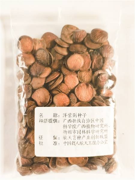 遨游太空半年 洋紫荆种子"回家"了_柳州_研究_园林