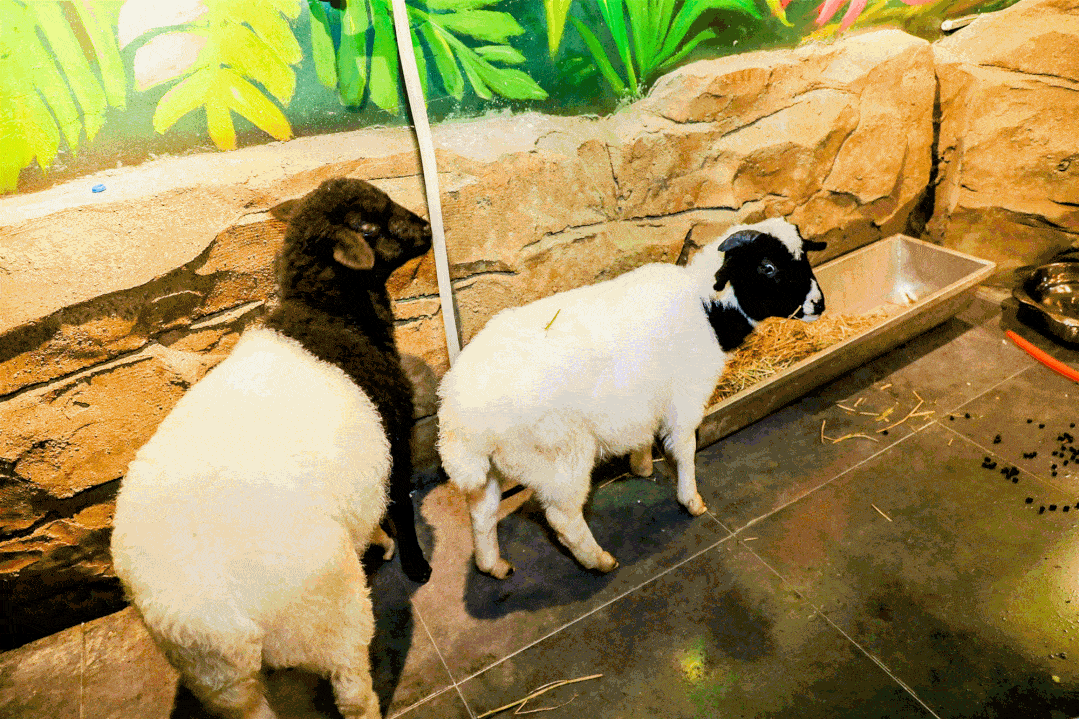 诸暨有动物乐园啦!有100多种小动物!就在万风楼下!_互动_朋友_up