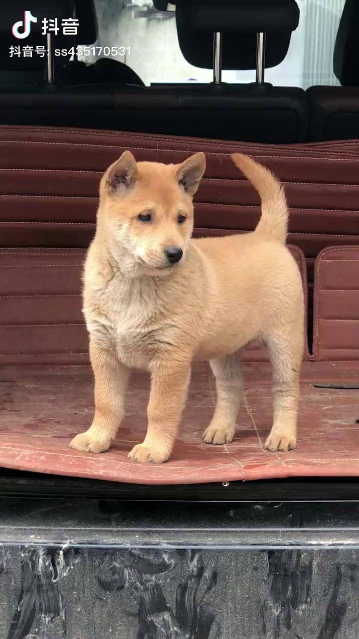 气质这块 拿捏死死的田园犬广西土猎