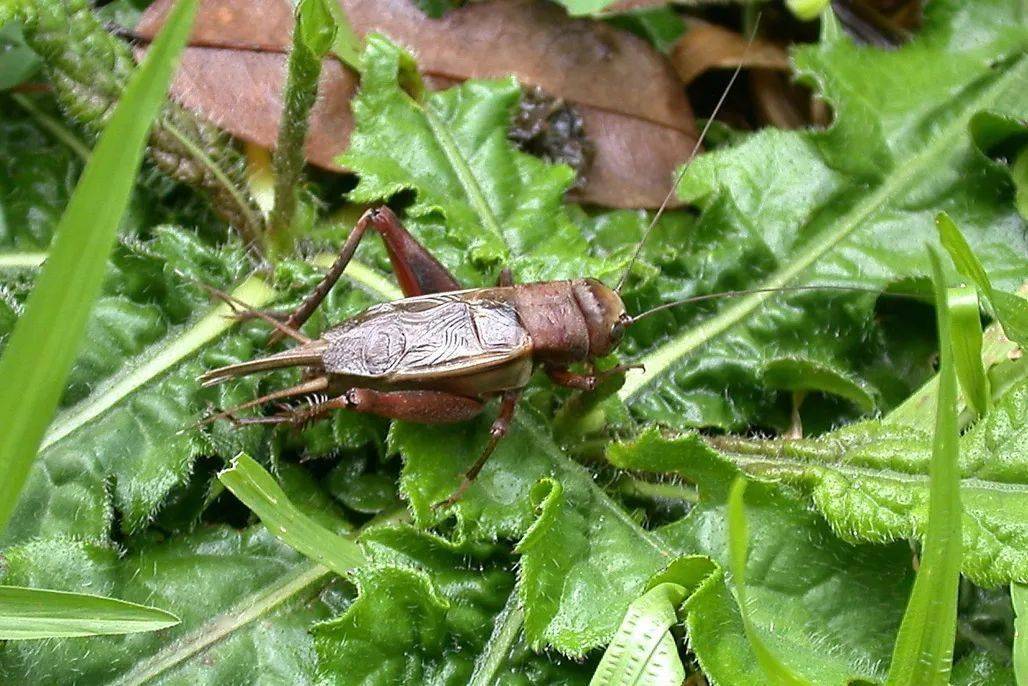 别老想着"棺材头",有趣的蟋蟀还有很多