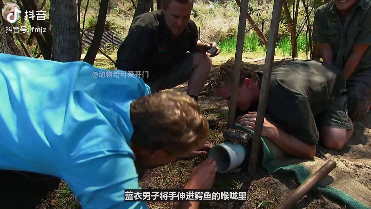 鳄鱼被牙疼折磨,众人决定帮鳄鱼拔牙,整个过程惊险又刺激!