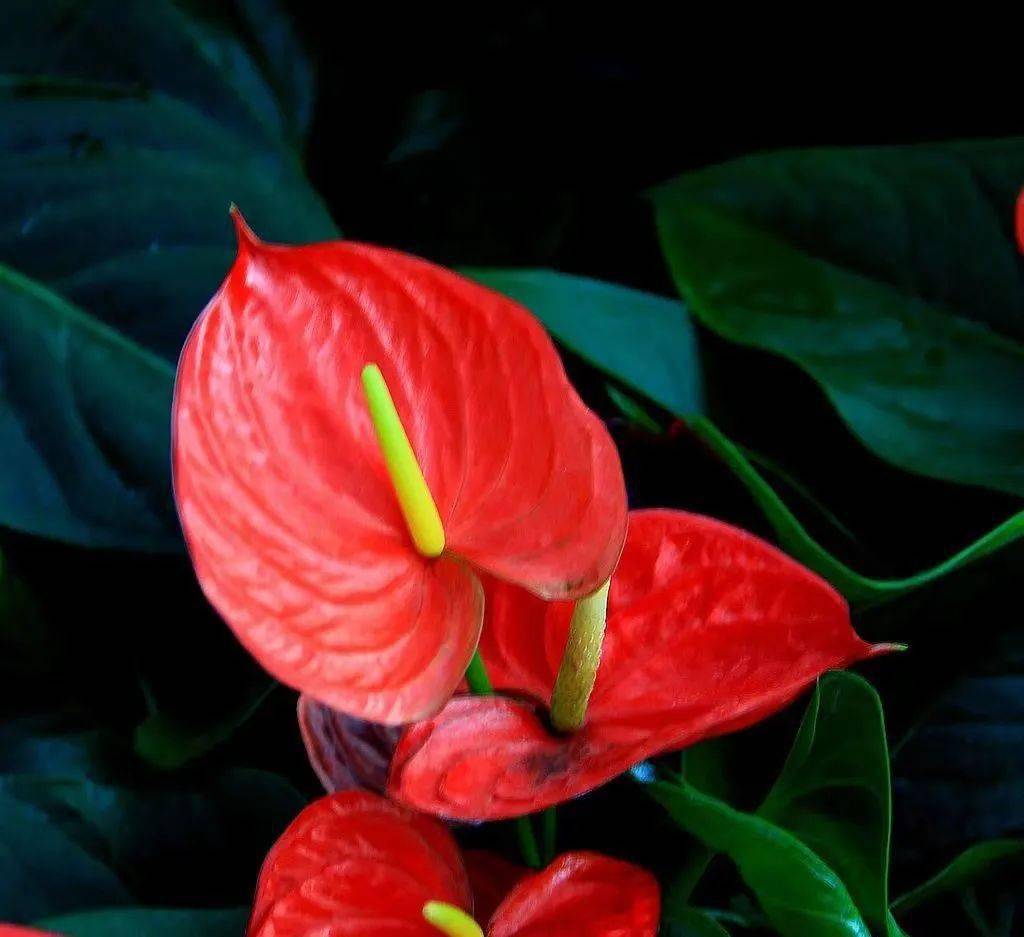 觀賞鳳梨花語:好運來臨,鴻運當頭鈴蘭花花語:吉祥好運,幸福降臨紅掌花