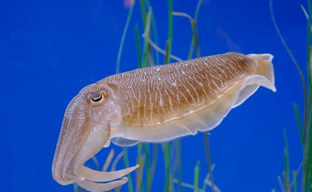 【爱科学】乌贼_艺术_墨汁_身体