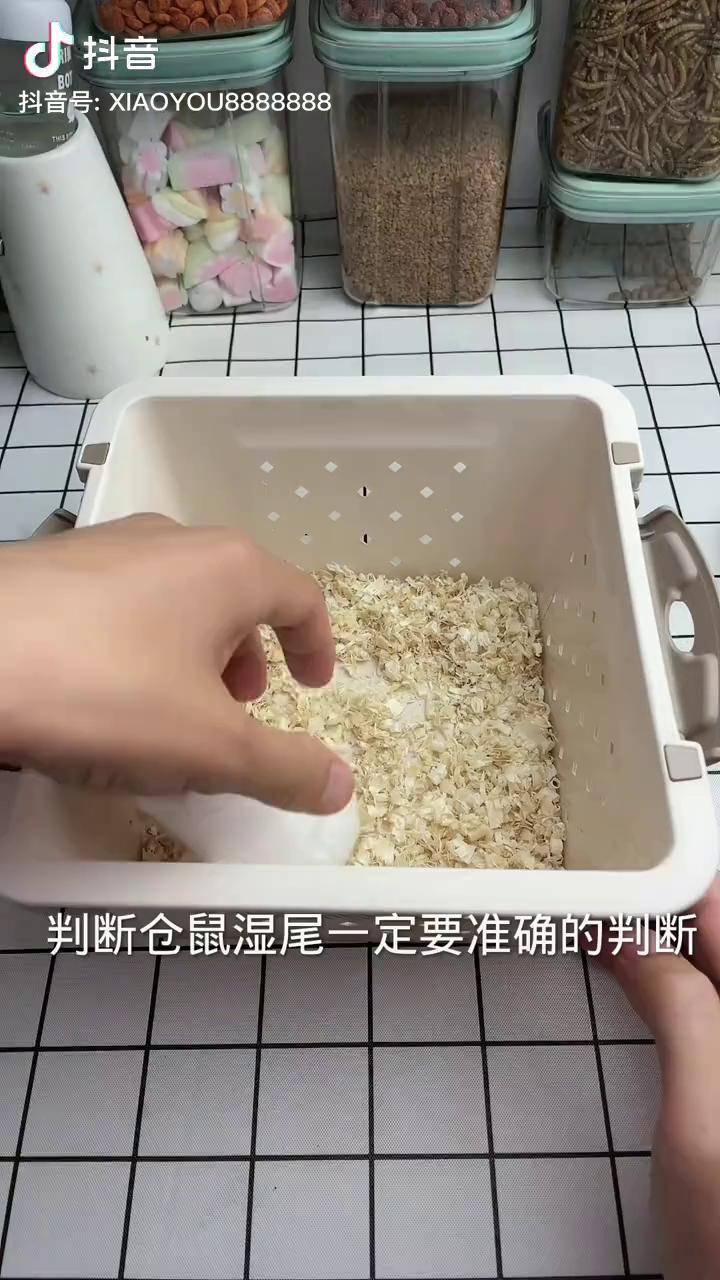 仓鼠湿尾简单的治疗法图片