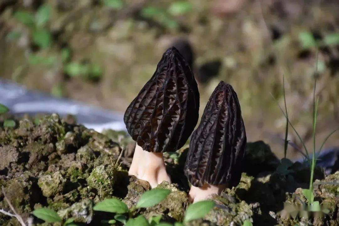 舌尖再添美食 羊街鄉羊肚菌搶