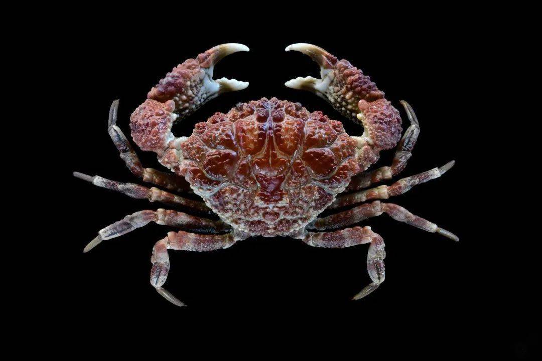 雷氏鳞斑蟹织纹螺野生菌中毒也较为常见,其中的致命案例大多来自剧毒