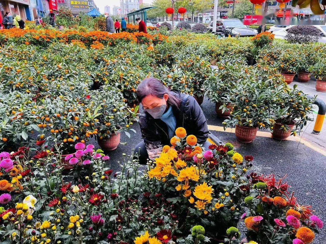 行花街,热闹过大年!禅城这些花市不容错过~_搜狐网