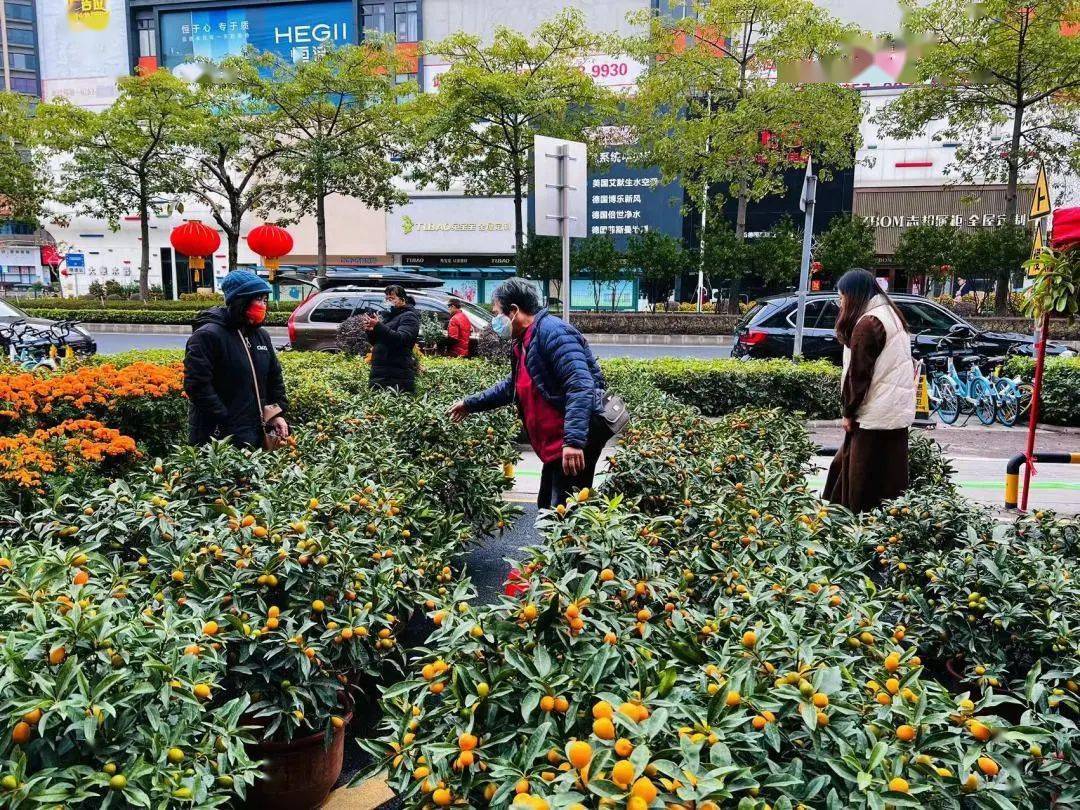 行花街,热闹过大年!禅城这些花市不容错过~_搜狐网