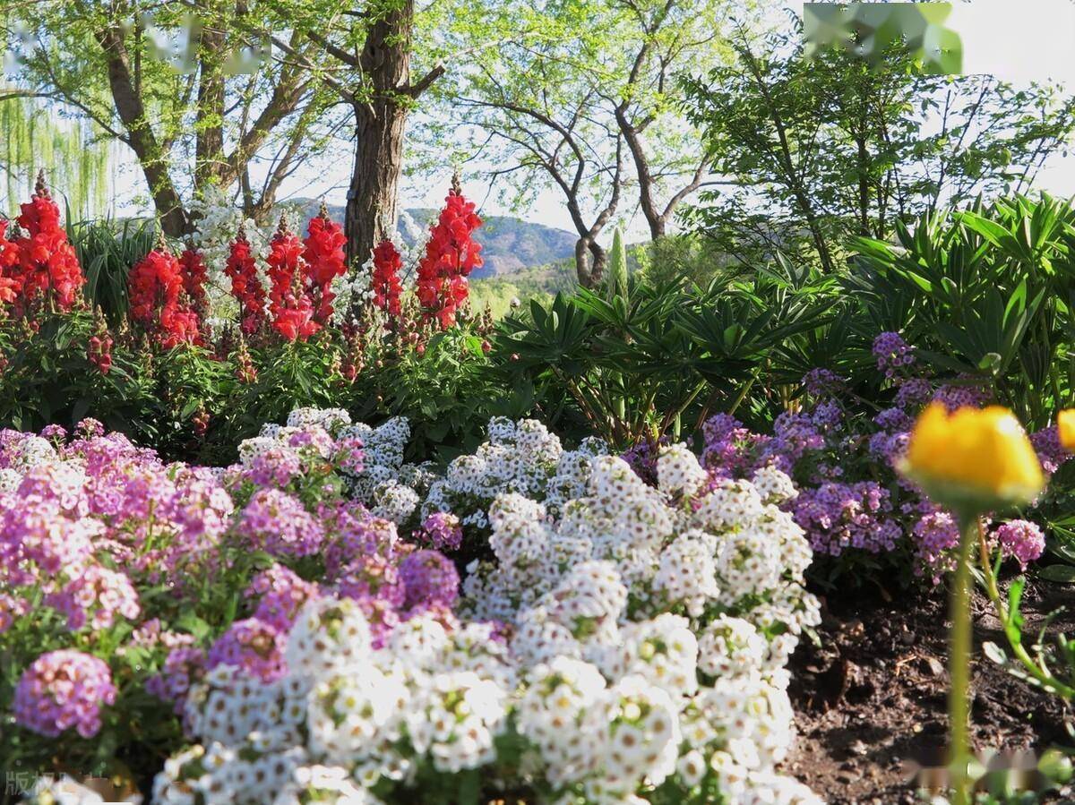 草花品种在花境设计中的配置应用_花卉_变化_植物