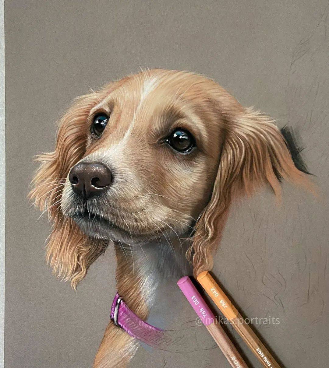 超写实彩铅狗狗手绘