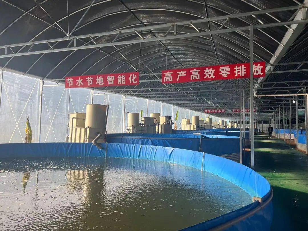 【产业振兴】探访"丹江口鱼宝宝"的产房_水产养殖场_渔业_库区