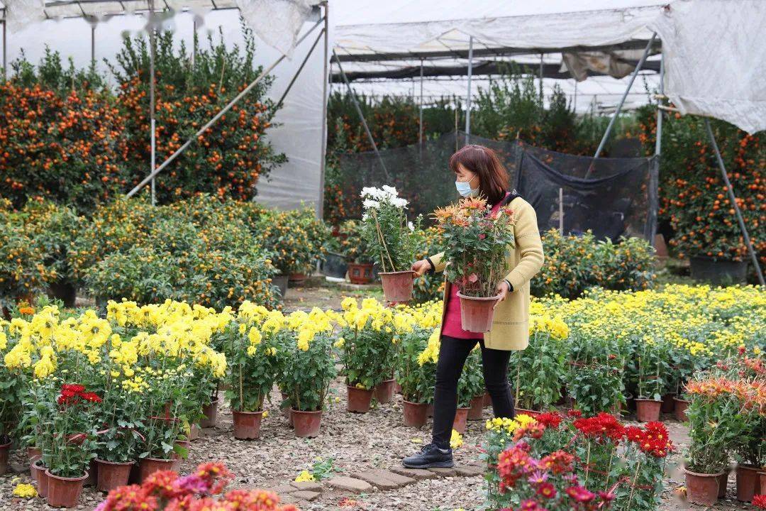 大湾区人纷纷自驾来佛山买年花_市民_种植场_百合花