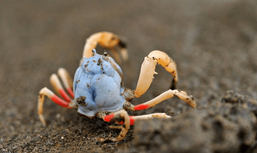 海洋科普(1915)| 短指和尚蟹_泥沙_身体_活动